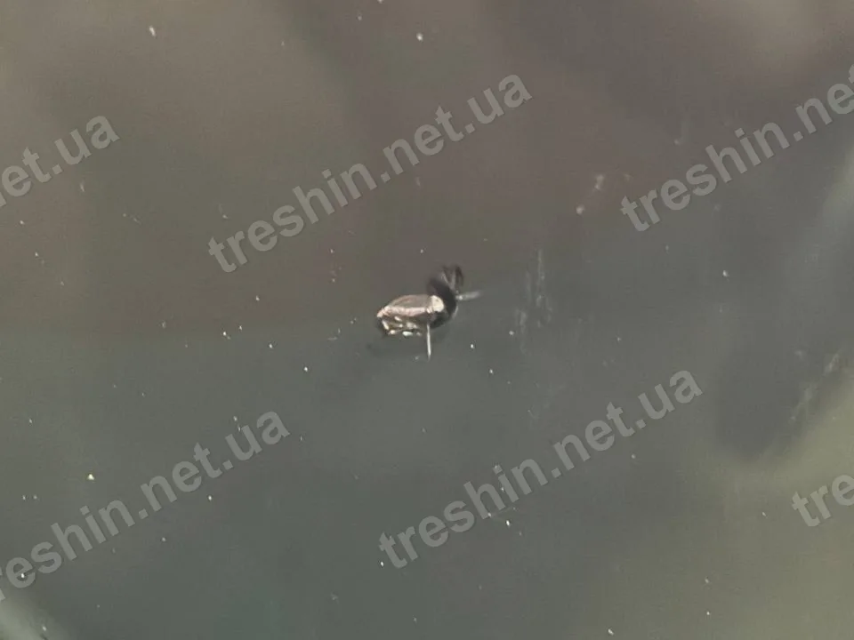 Невеликий скол із промінцями на лобовому склі